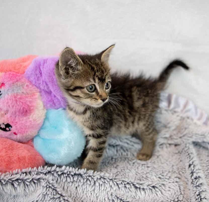Taffeta, an adopted mixed breed in Kennesaw, GA image 3/6