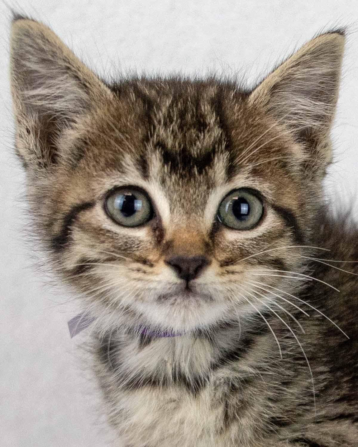 Taffeta, an adopted mixed breed in Kennesaw, GA image 1/6