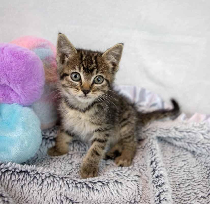 Taffeta, an adopted mixed breed in Kennesaw, GA image 4/6