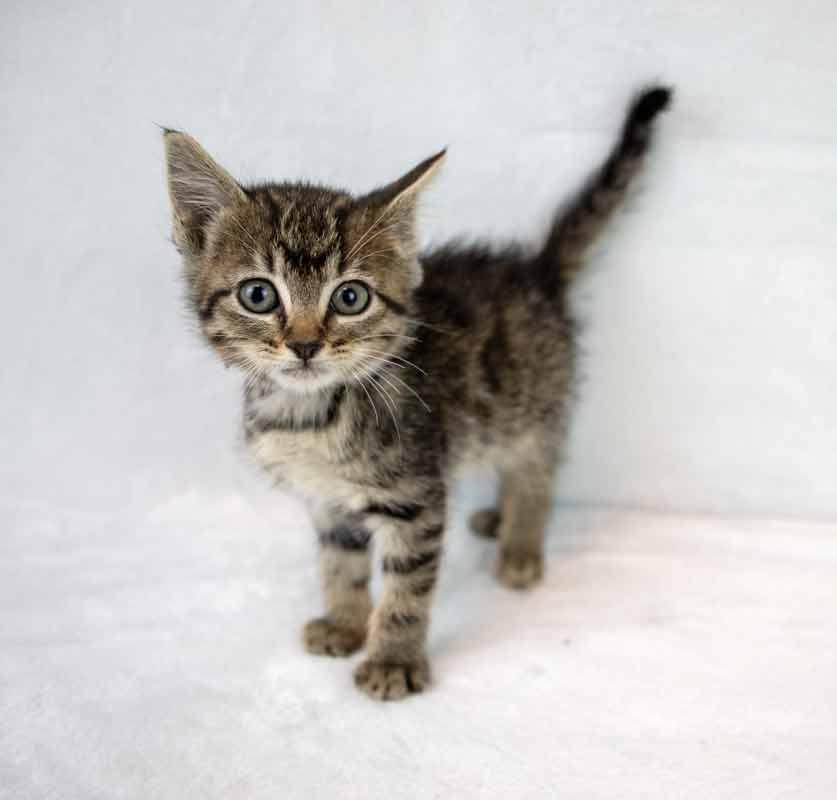 Taffeta, an adopted mixed breed in Kennesaw, GA image 6/6