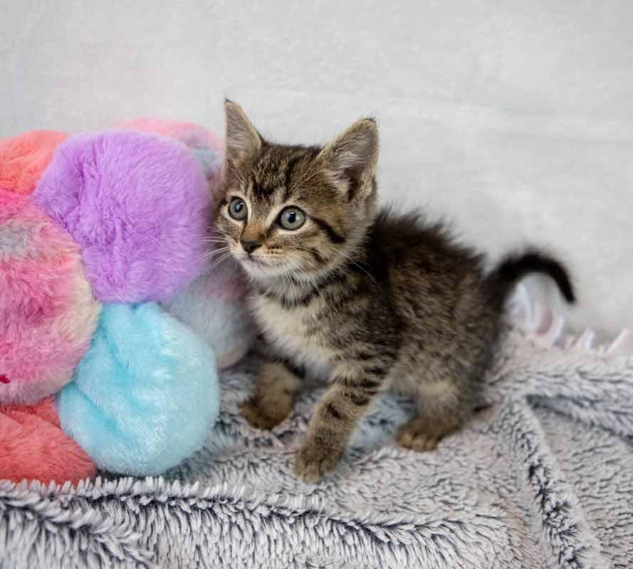Taffeta, an adopted mixed breed in Kennesaw, GA image 2/6