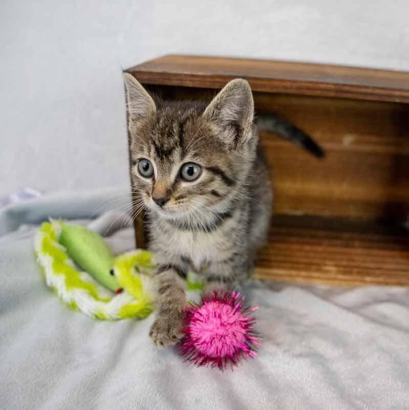 Taffeta, an adopted mixed breed in Kennesaw, GA image 5/6