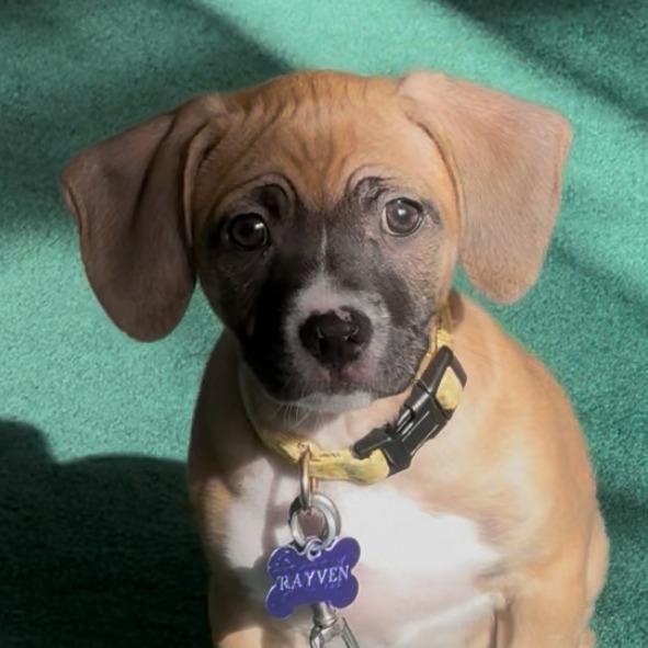 Rayven, Adoptable, Puppy Female Pit Bull Terrier.