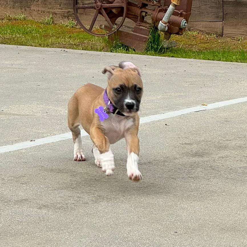 Enlarge Rayven, a Adoptable Pit Bull Terrier in Fresno, CA image 2/6