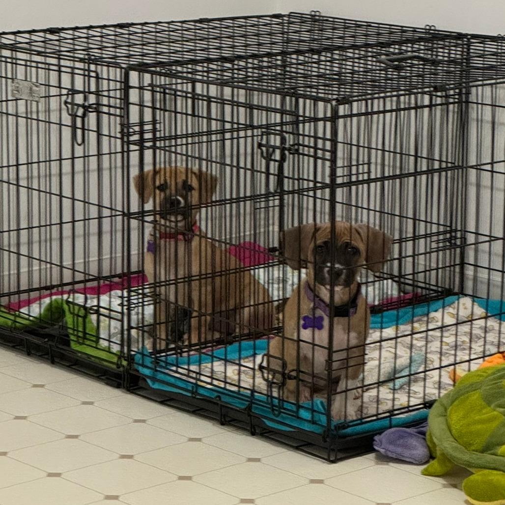 Enlarge Rayven, a Adoptable Pit Bull Terrier in Fresno, CA image 4/6