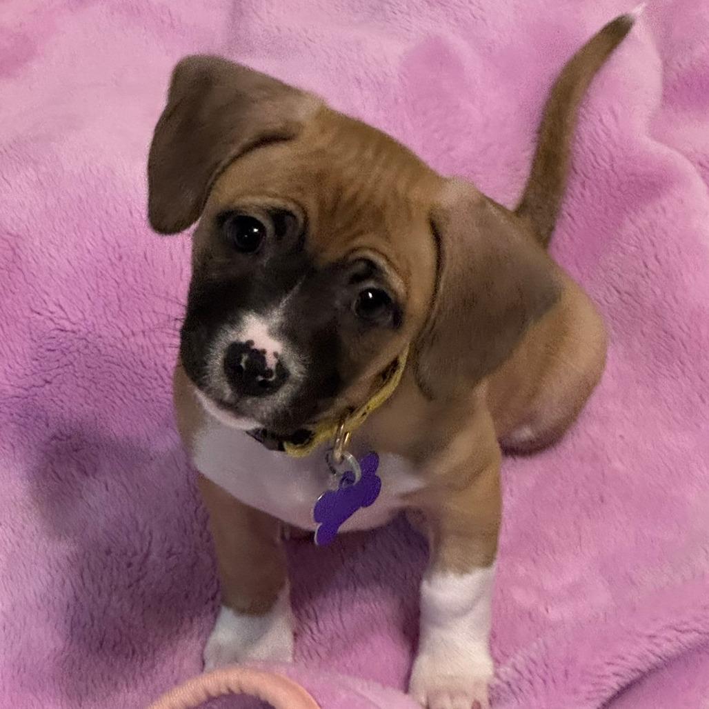 Enlarge Rayven, a Adoptable Pit Bull Terrier in Fresno, CA image 5/6