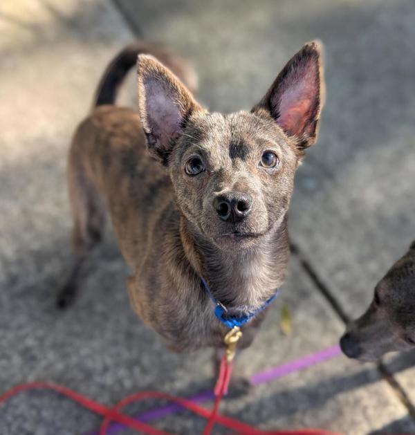 Dipper, Adoptable, Young Male Chihuahua.