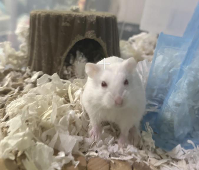 Enlarge Almond, a Adoptable mixed breed in Irvine, CA image 1/3