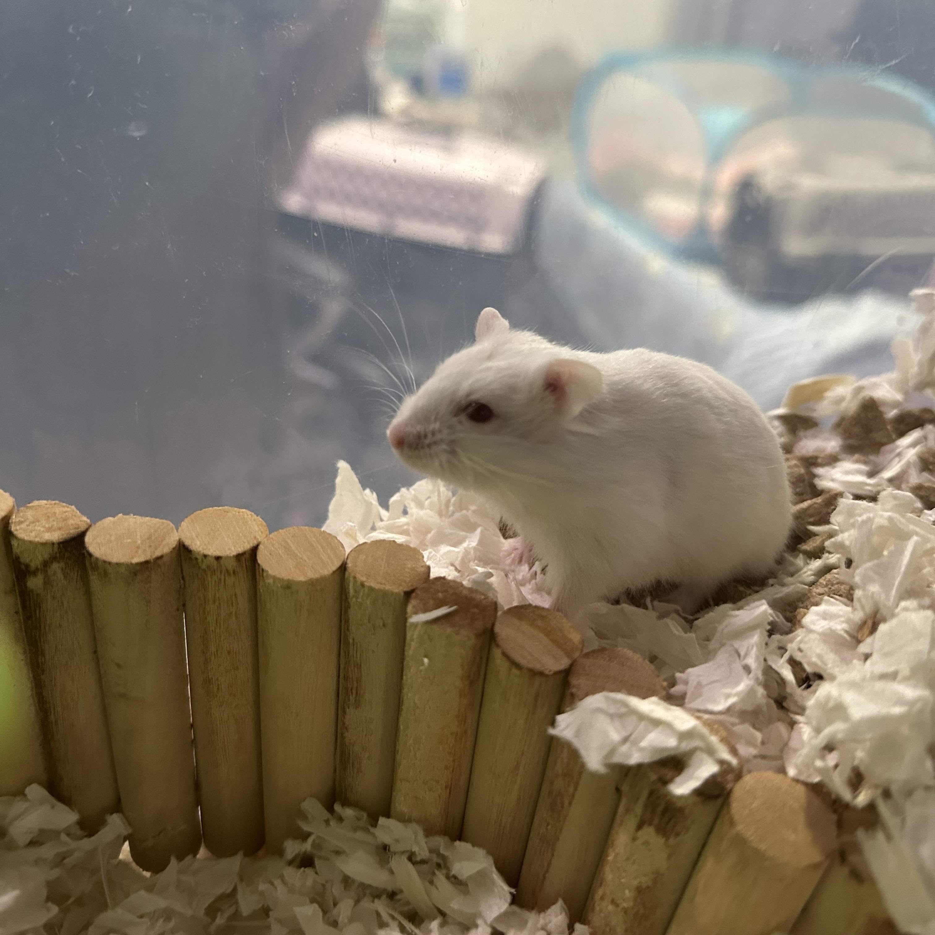 Enlarge Almond, a Adoptable mixed breed in Irvine, CA image 2/3