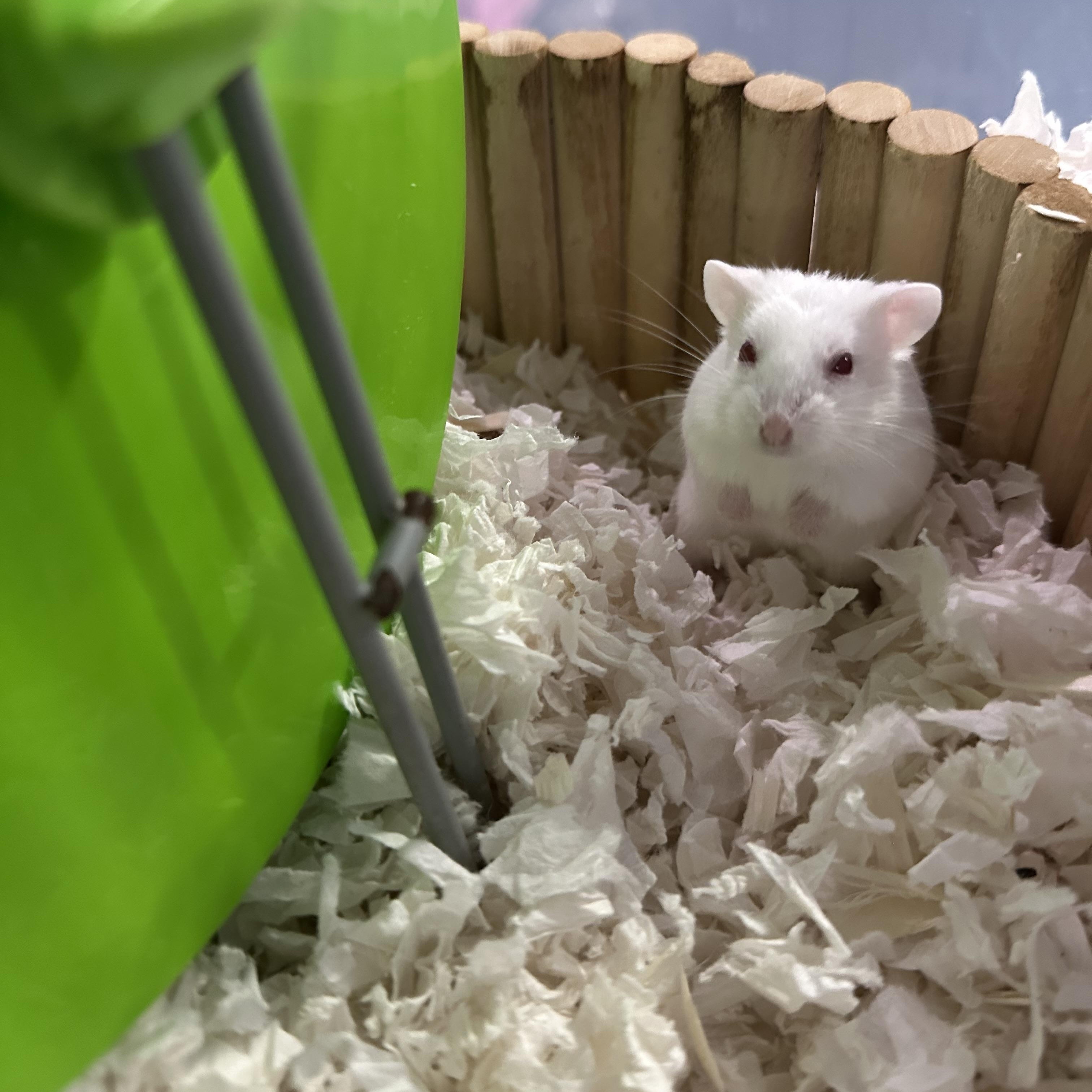 Enlarge Almond, a Adoptable mixed breed in Irvine, CA image 3/3