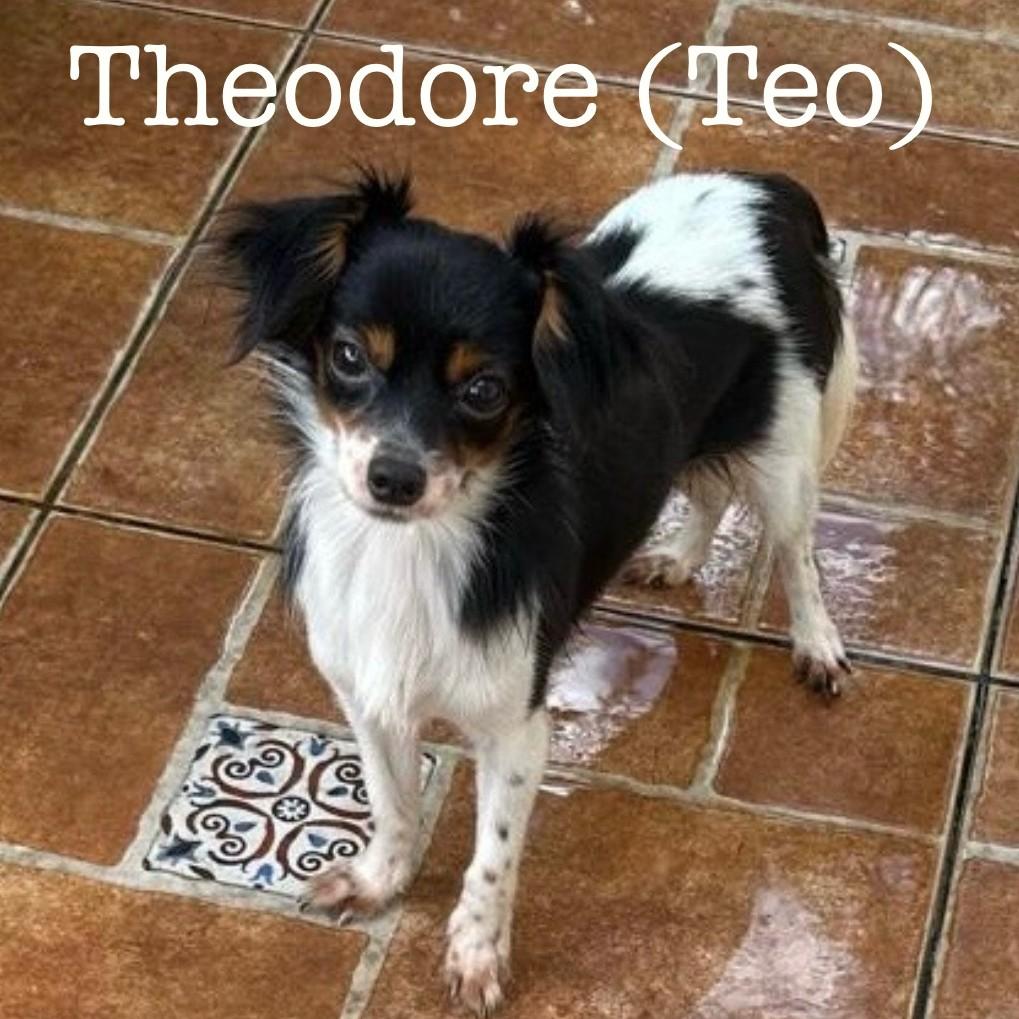 Enlarge Theodore, an adopted mixed breed in Albany, NY image 1/4