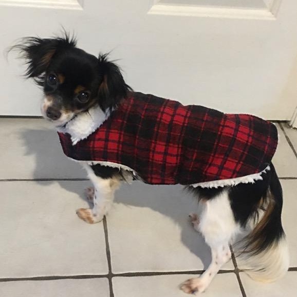 Enlarge Theodore, an adopted mixed breed in Albany, NY image 2/4