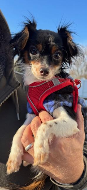 Enlarge Theodore, an adopted mixed breed in Albany, NY image 3/4