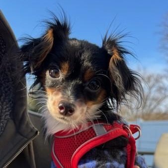 Enlarge Theodore, an adopted mixed breed in Albany, NY image 4/4
