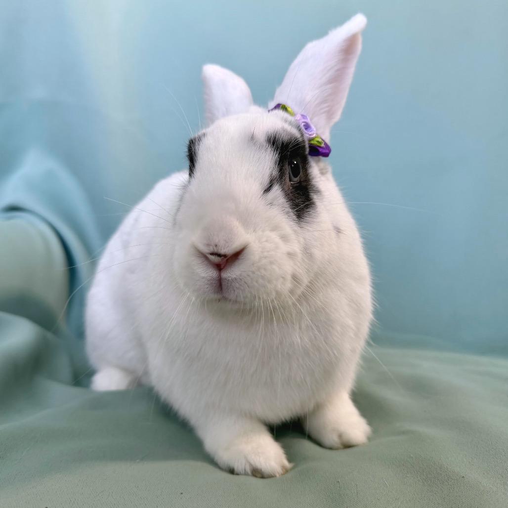 Willow (Bonded to Rosie) - Adoptable Pet | Petfinder