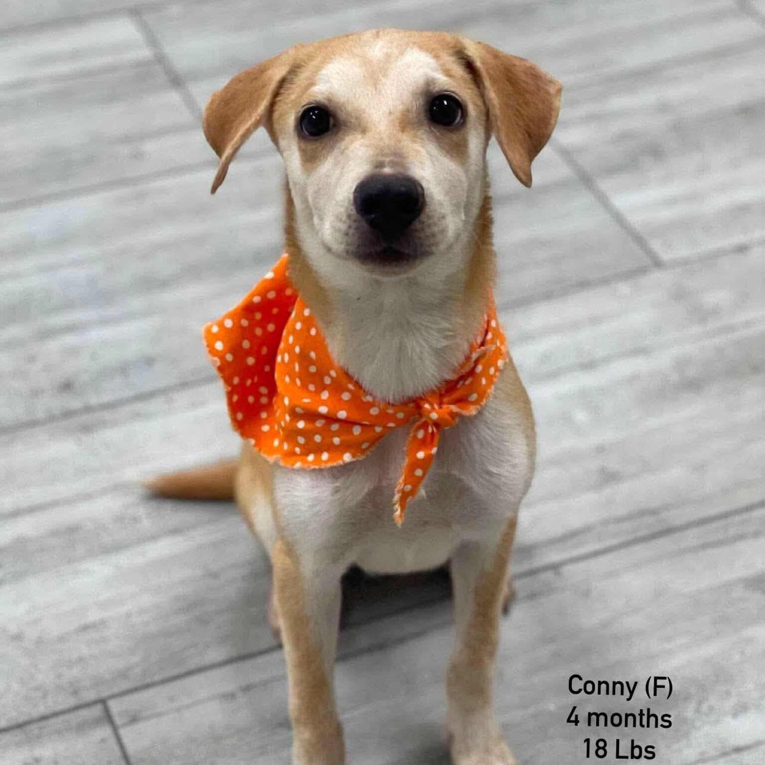 Conny - Local October 9-11, Adoptable, Puppy Female Labrador Retriever.