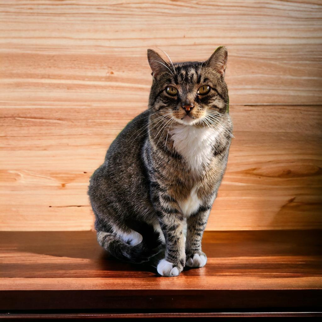 Rowan, Adoptable, Adult Male Domestic Short Hair.