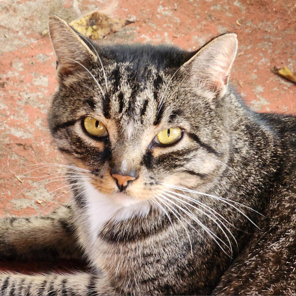 Enlarge Rowan, a Adoptable Domestic Short Hair in Glenfield, NY image 2/4