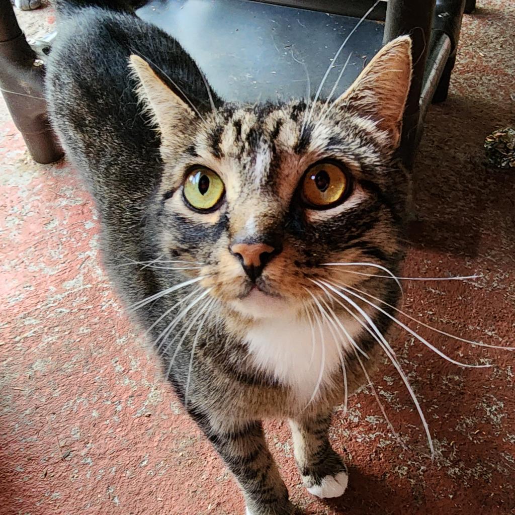 Enlarge Rowan, a Adoptable Domestic Short Hair in Glenfield, NY image 3/4