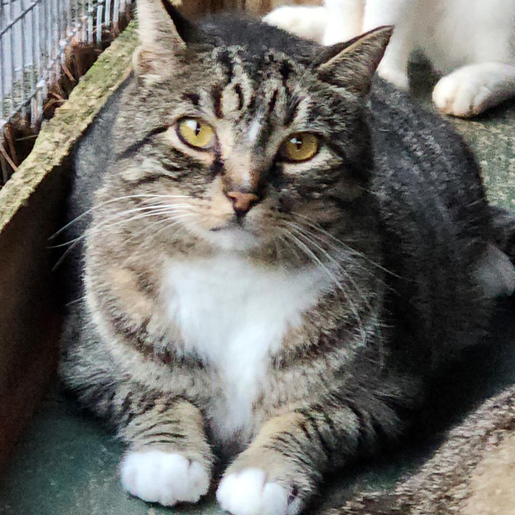 Enlarge Rowan, a Adoptable Domestic Short Hair in Glenfield, NY image 4/4