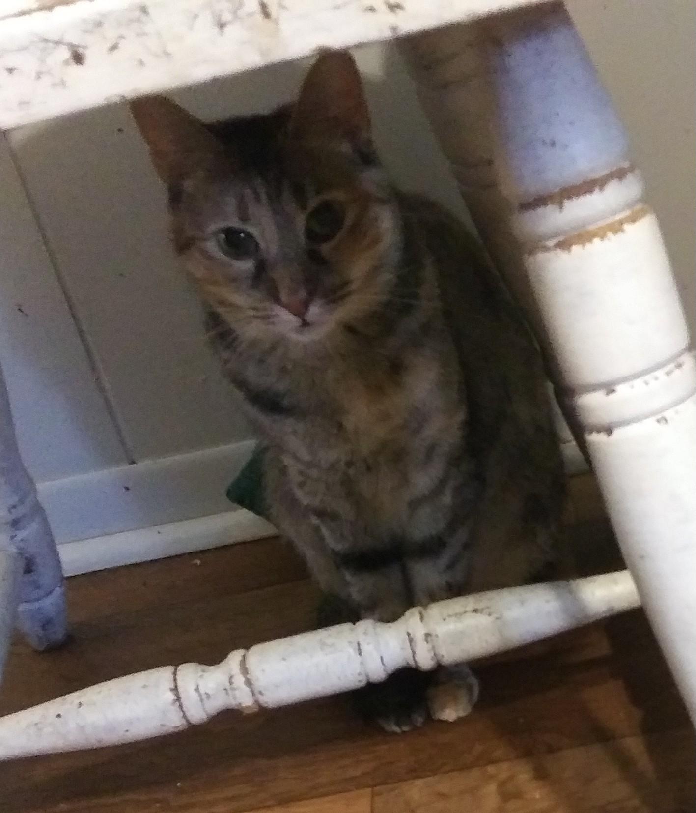 Enlarge Zoom Zoom, a Adoptable Domestic Short Hair in Port Wentworth, GA image 2/2