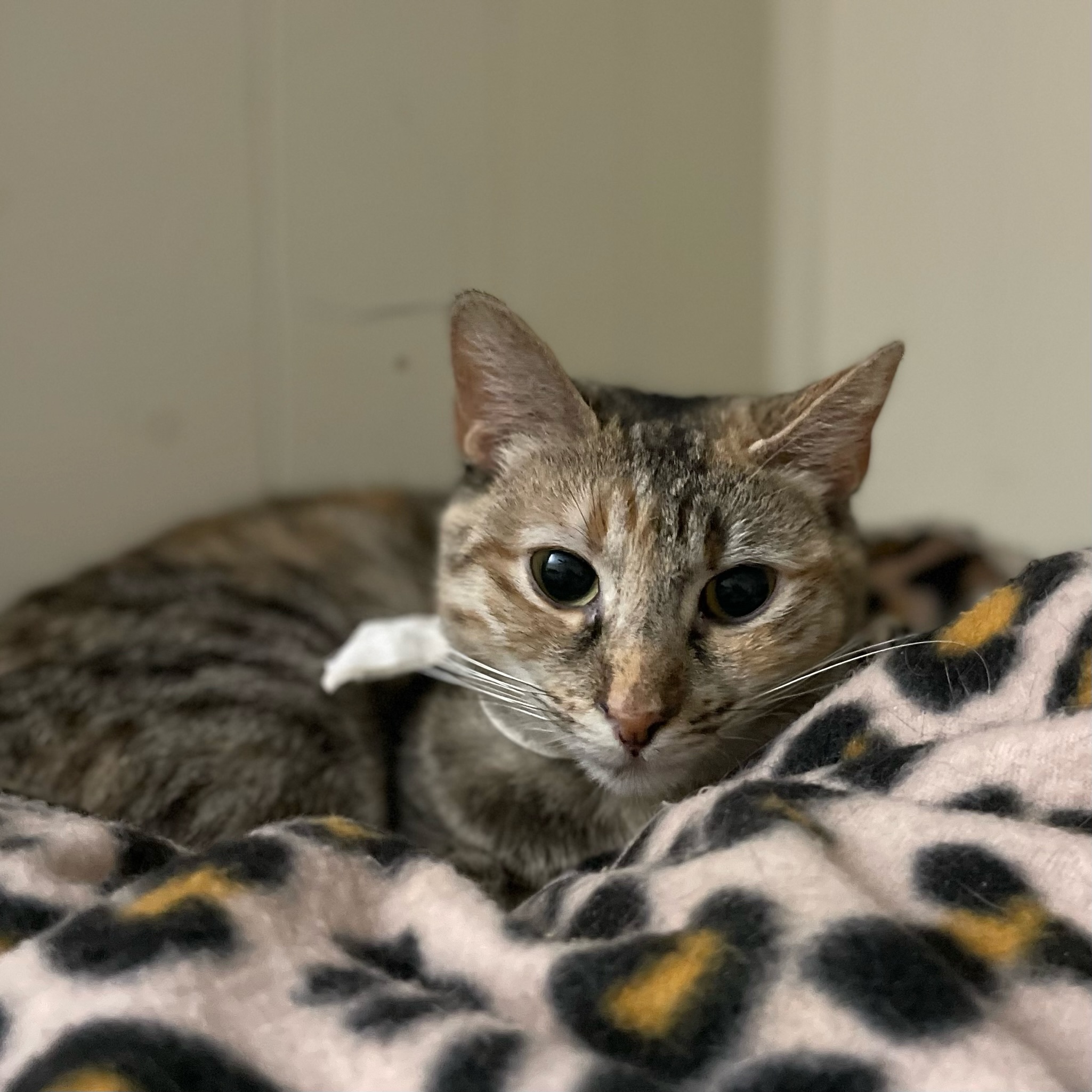 Zoom Zoom, a Adoptable Domestic Short Hair in Port Wentworth, GA image 1/2