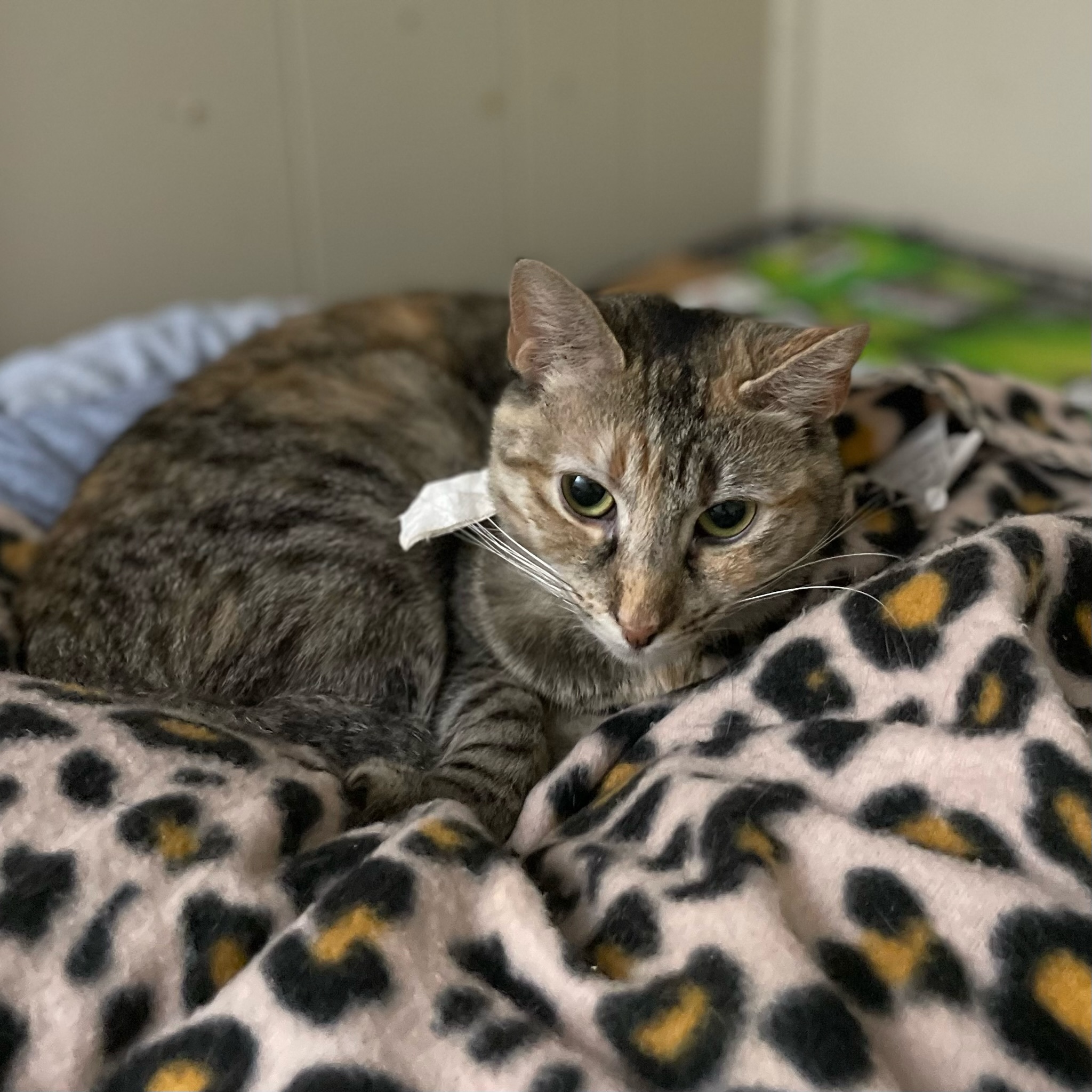 Zoom Zoom, a Adoptable Domestic Short Hair in Port Wentworth, GA image 2/2