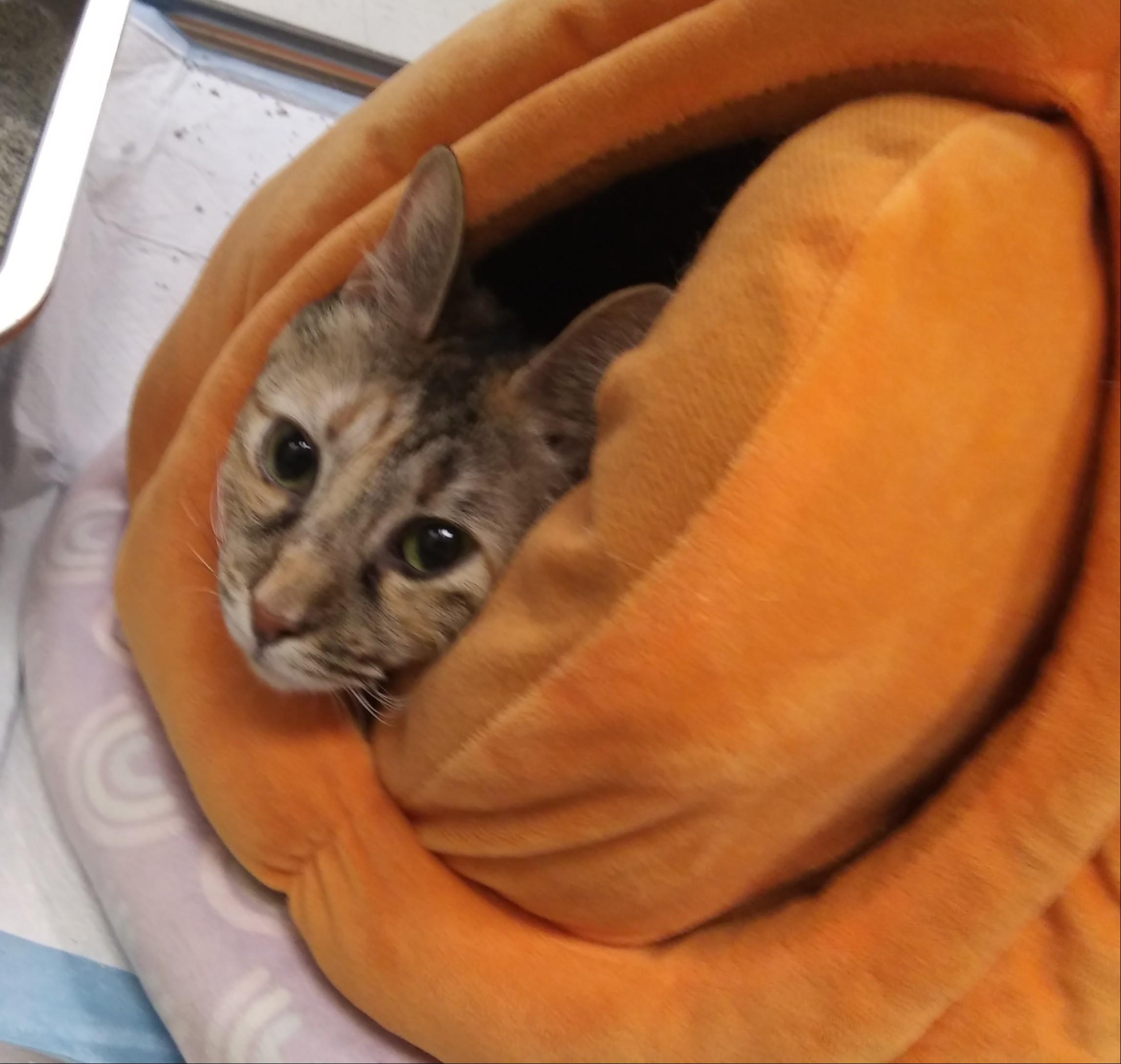 Enlarge Zoom Zoom, a Adoptable Domestic Short Hair in Port Wentworth, GA image 1/3