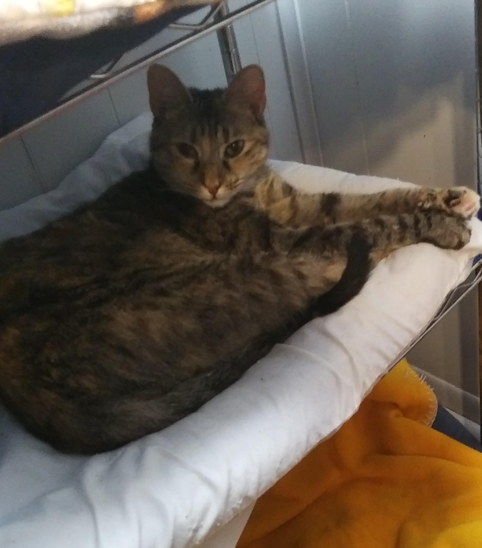Enlarge Zoom Zoom, a Adoptable Domestic Short Hair in Port Wentworth, GA image 1/2