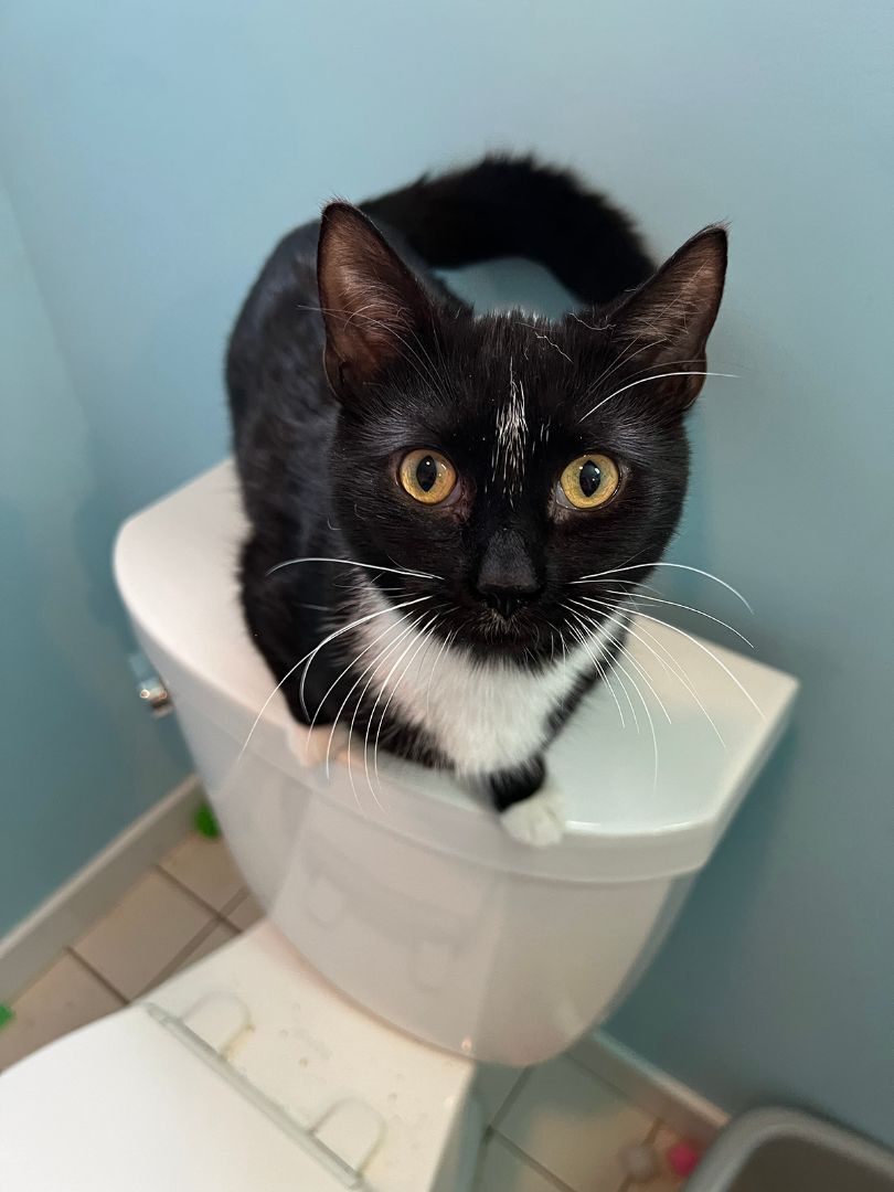 Enlarge Furgesson Thistleberry III, a Adopted Domestic Short Hair in Newtown, CT image 2/10