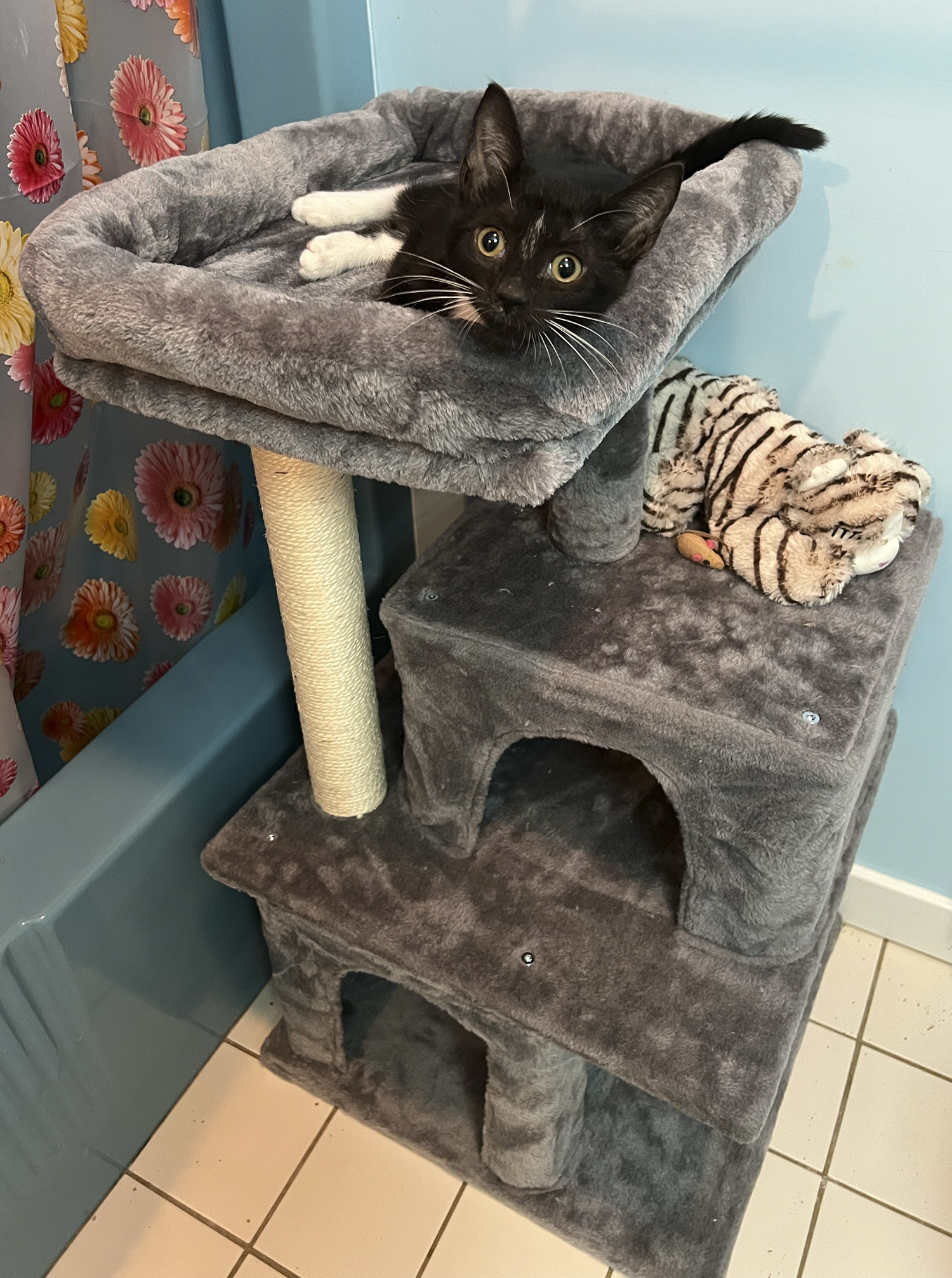 Enlarge Furgesson Thistleberry III, a Adopted Domestic Short Hair in Newtown, CT image 3/10