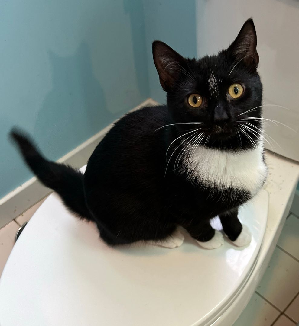 Enlarge Furgesson Thistleberry III, a Adopted Domestic Short Hair in Newtown, CT image 4/10