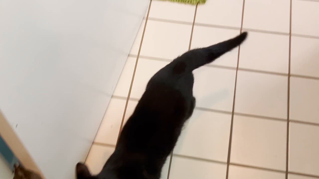 Enlarge Furgesson Thistleberry III, a Adopted Domestic Short Hair in Newtown, CT video 9/10