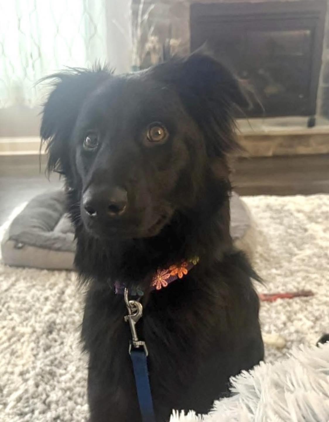 Enlarge Zenna, an adoptable mixed breed in Vermilion, OH image 2/4