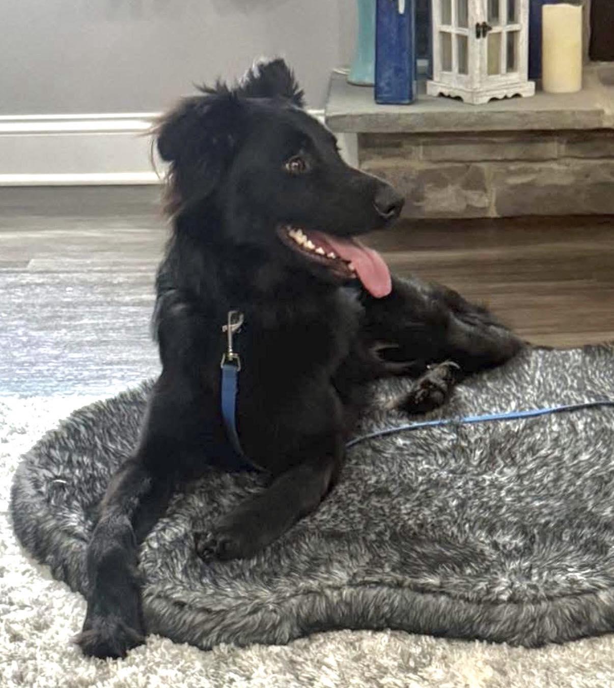 Enlarge Zenna, an adoptable mixed breed in Vermilion, OH image 3/4