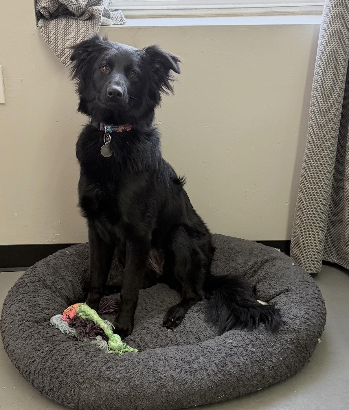 Enlarge Zenna, an adoptable mixed breed in Vermilion, OH image 1/4