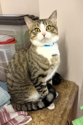 Jinx, ADOPTABLE, Adult Male Domestic Short Hair.