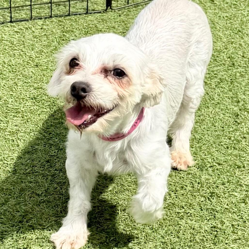 Angel - Missouri MY26-146, Adoptable, Adult Female Maltese.