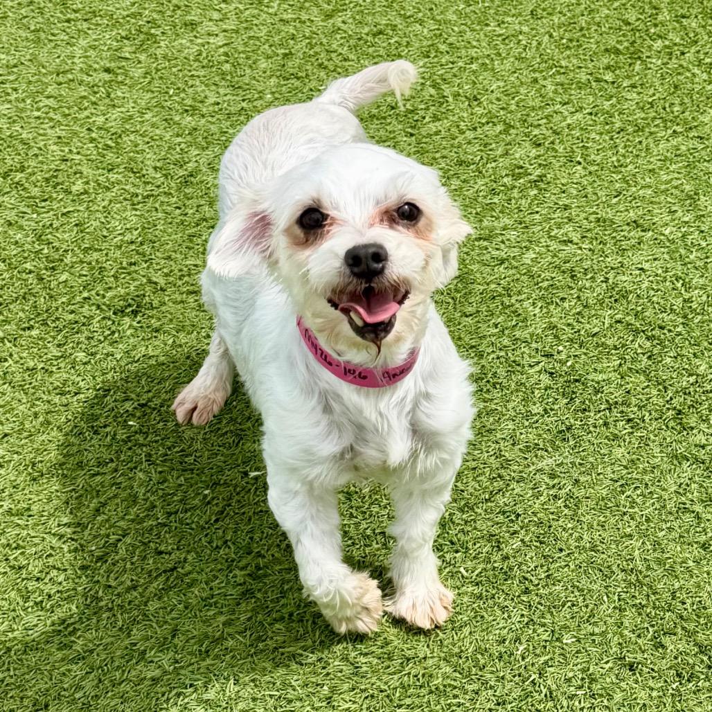 Angel - Missouri MY26-146, a Adoptable Maltese in Humansville, MO image 2/6
