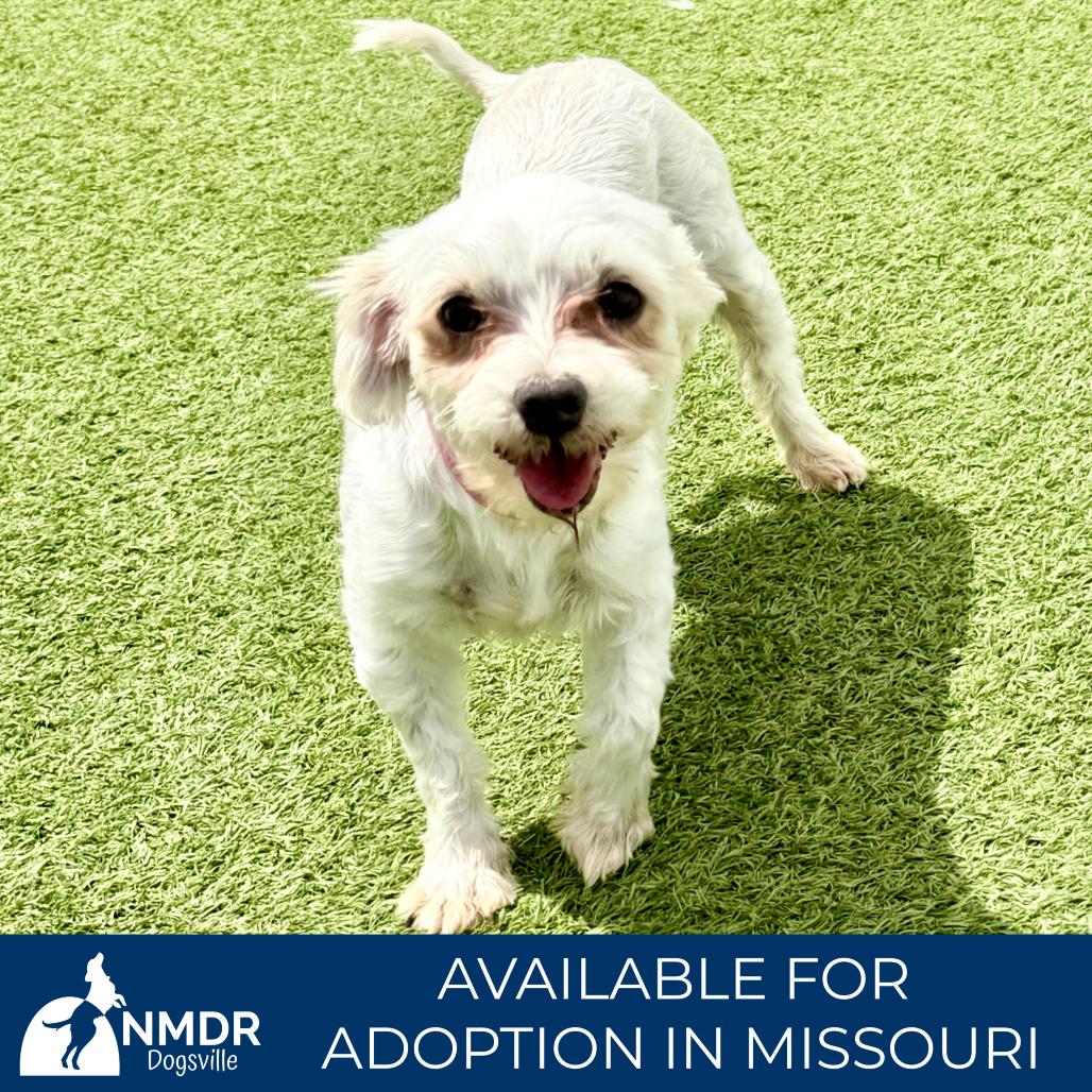 Angel - Missouri MY26-146, a Adoptable Maltese in Humansville, MO image 3/6