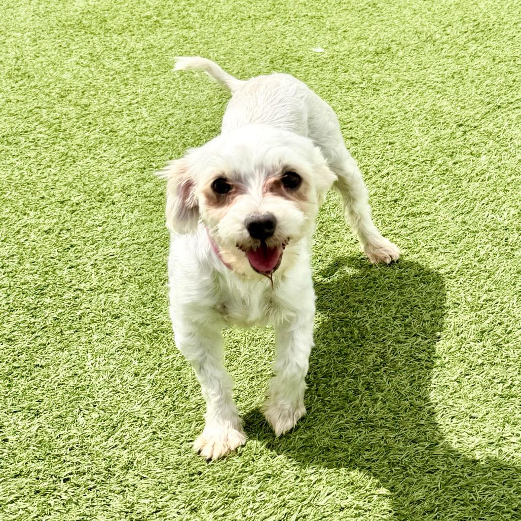 Angel - Missouri MY26-146, a Adoptable Maltese in Humansville, MO image 4/6