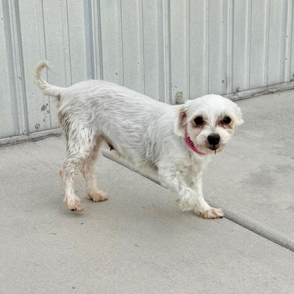 Angel - Missouri MY26-146, a Adoptable Maltese in Humansville, MO image 5/6