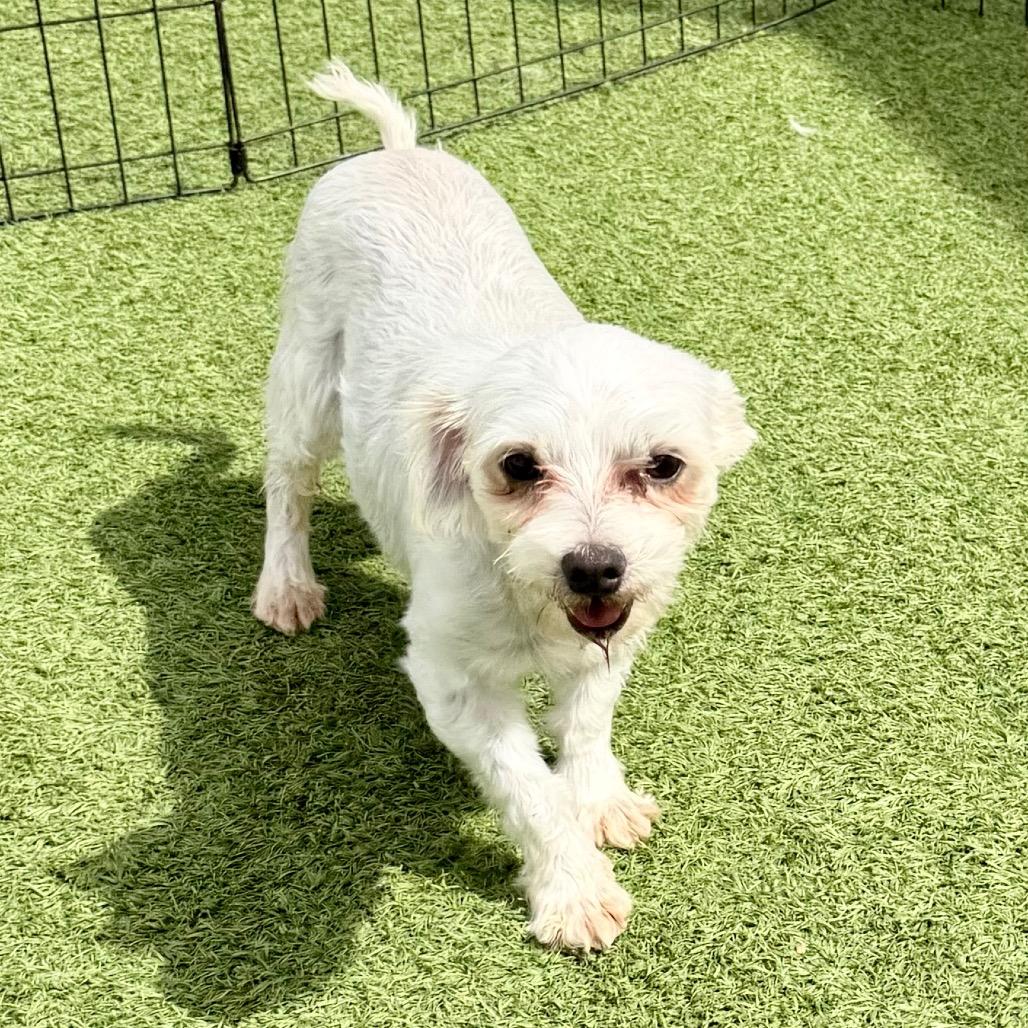 Angel - Missouri MY26-146, a Adoptable Maltese in Humansville, MO image 6/6