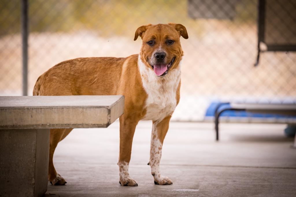 Enlarge Gram Teddy Taylor, a Adoptable mixed breed in Twentynine Palms, CA image 1/4