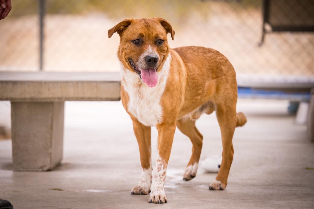 Enlarge Gram Teddy Taylor, a Adoptable mixed breed in Twentynine Palms, CA image 2/4