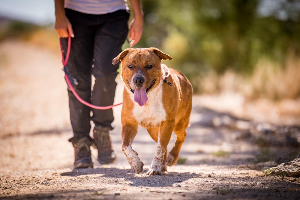 Gram Teddy Taylor, a Adoptable mixed breed in Twentynine Palms, CA image 3/5