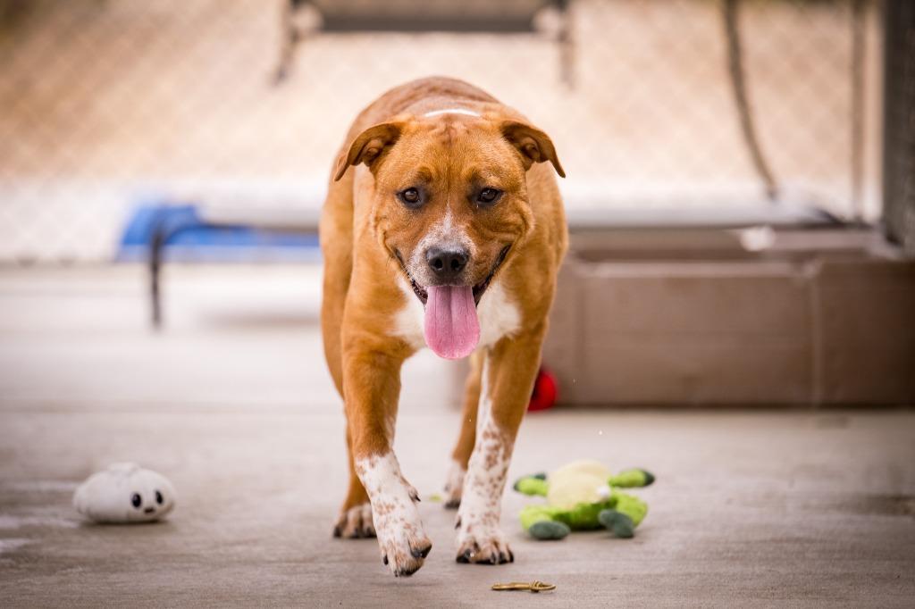 Enlarge Gram Teddy Taylor, a Adoptable mixed breed in Twentynine Palms, CA image 3/4