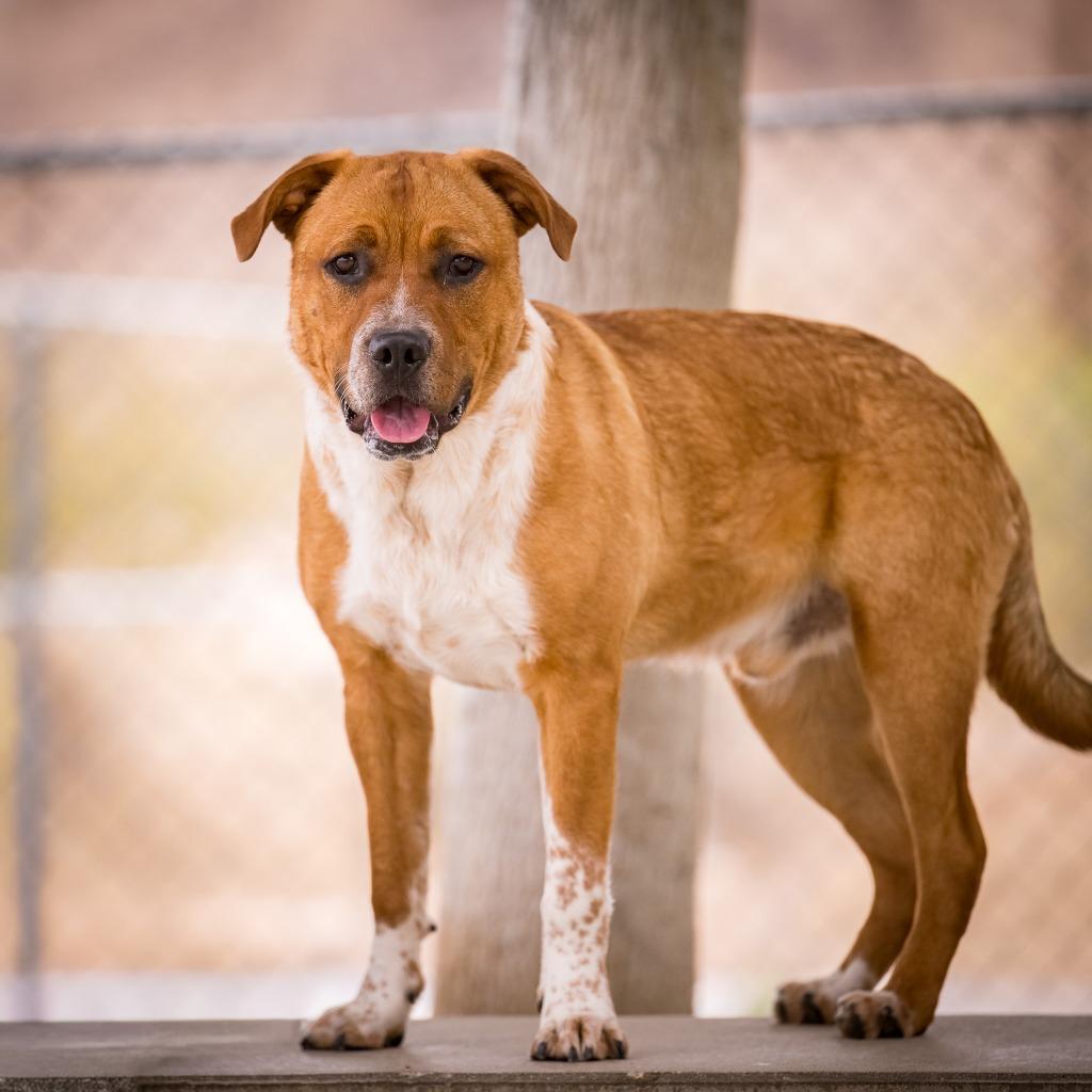 Enlarge Gram Teddy Taylor, a Adoptable mixed breed in Twentynine Palms, CA image 4/4