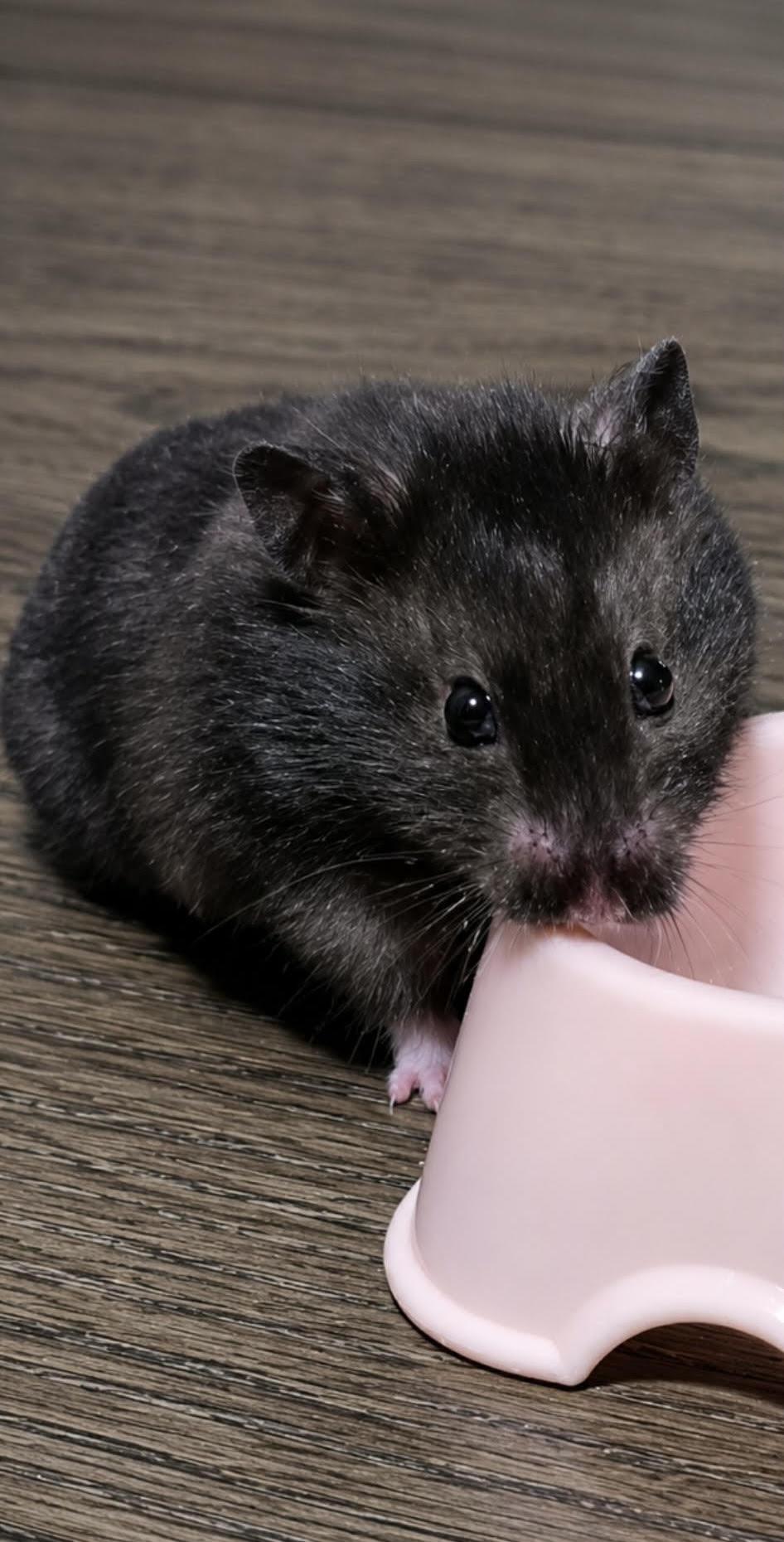 Abby (Courtesy Listing), a Adoptable Hamster in Baton Rouge, LA image 2/2