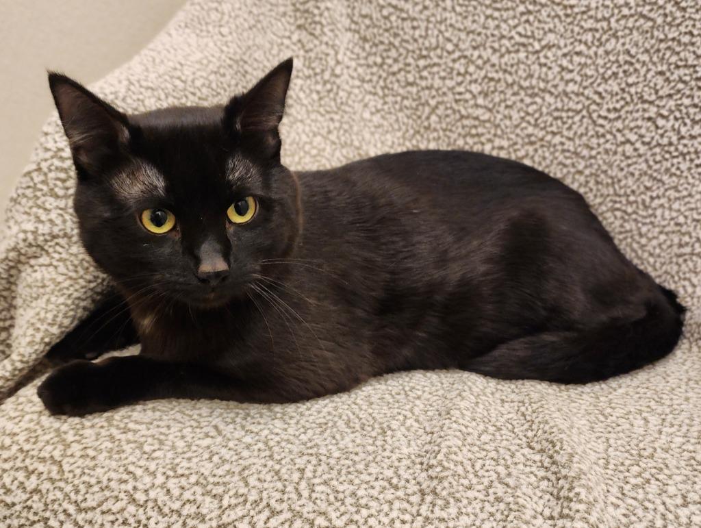 Cobalt, Adoptable, Young Male Domestic Short Hair.